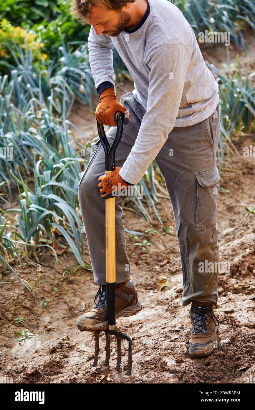 Farmer cultivating the land with digging fork, Leek field, Orchard, Calahorra, La Rioja, Spain, Europe Stock Photo