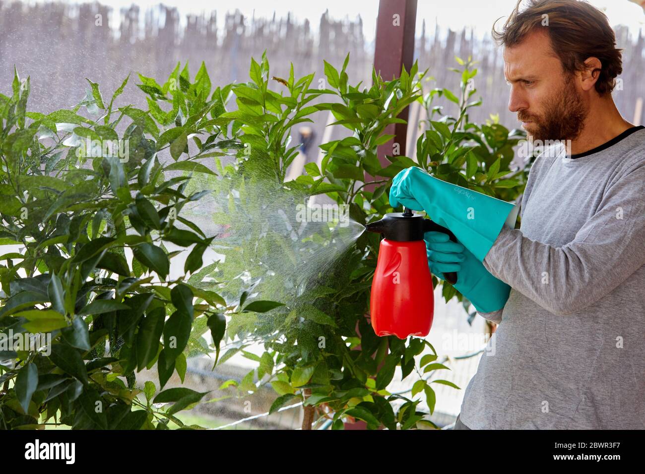 Citrus tree hires stock photography and images Alamy