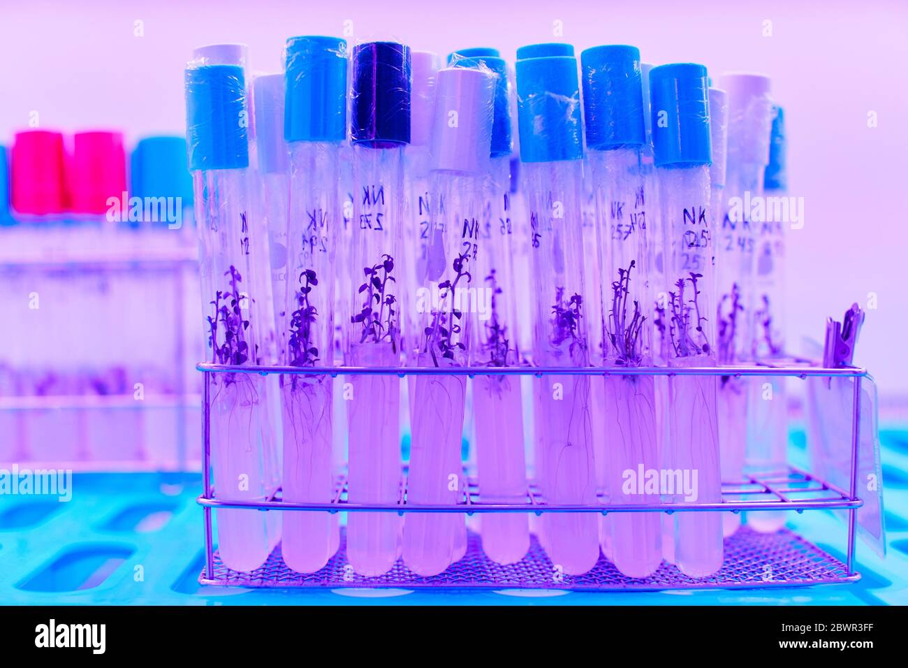 In-vitro culture chamber, Forest and environmental research, Araba, Basque Country, Spain Stock Photo