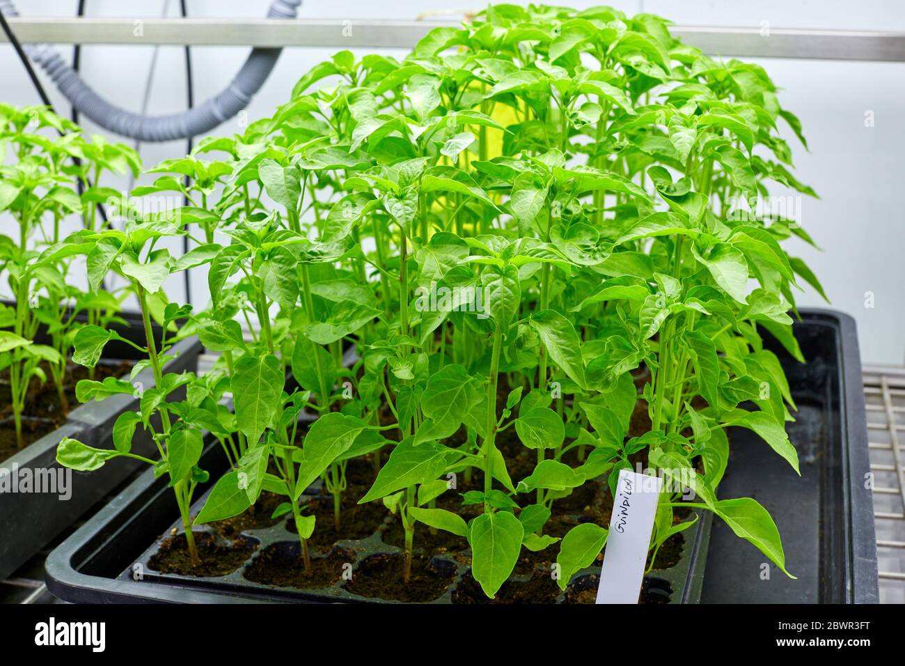 Chilli Plants, In-vitro culture chamber, Forest and environmental research, Araba, Basque Country, Spain Stock Photo