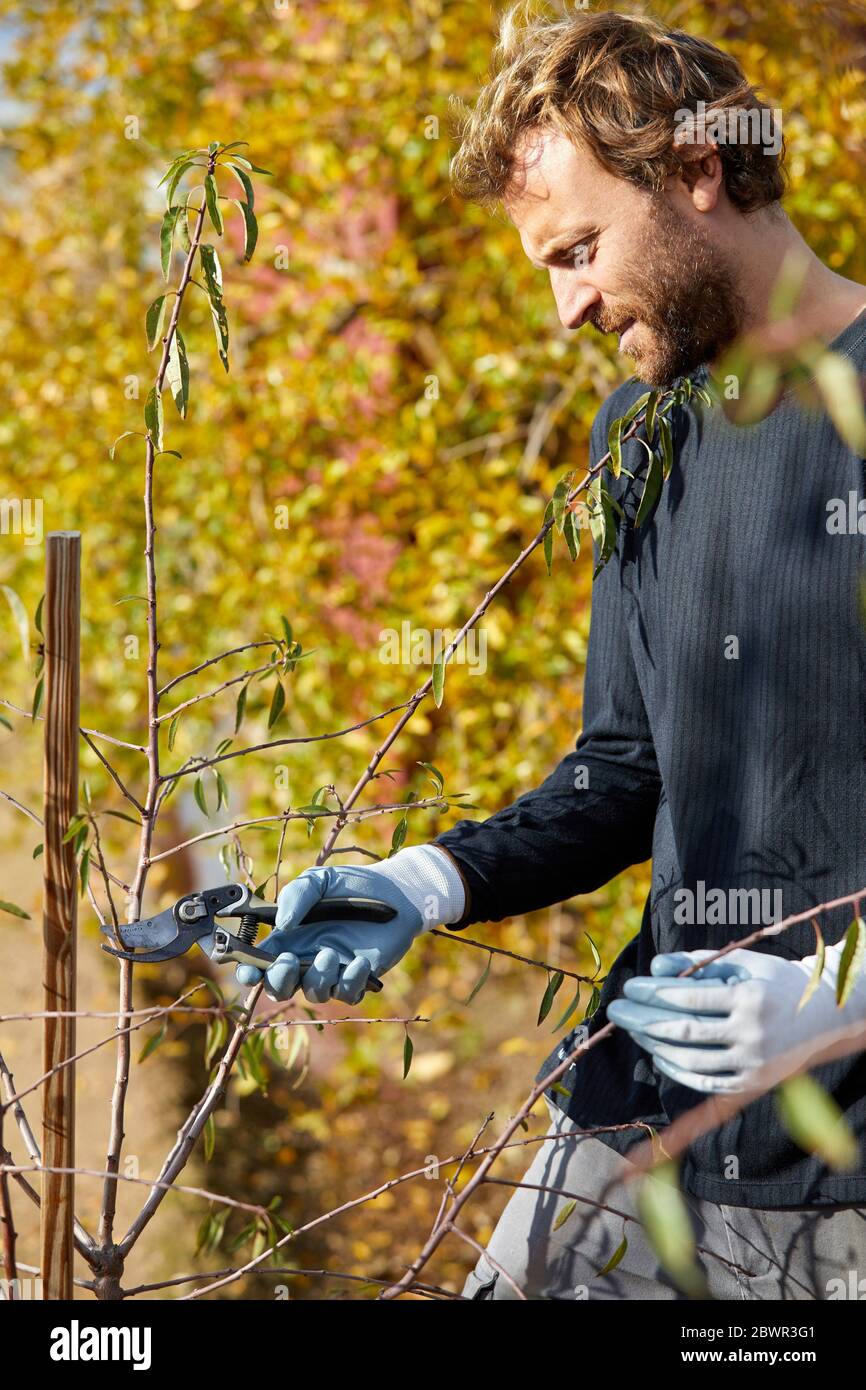 Farmer pruning fruit tree with pruning shears, Agricultural field, Calahorra, La Rioja, Spain, Europe Stock Photo