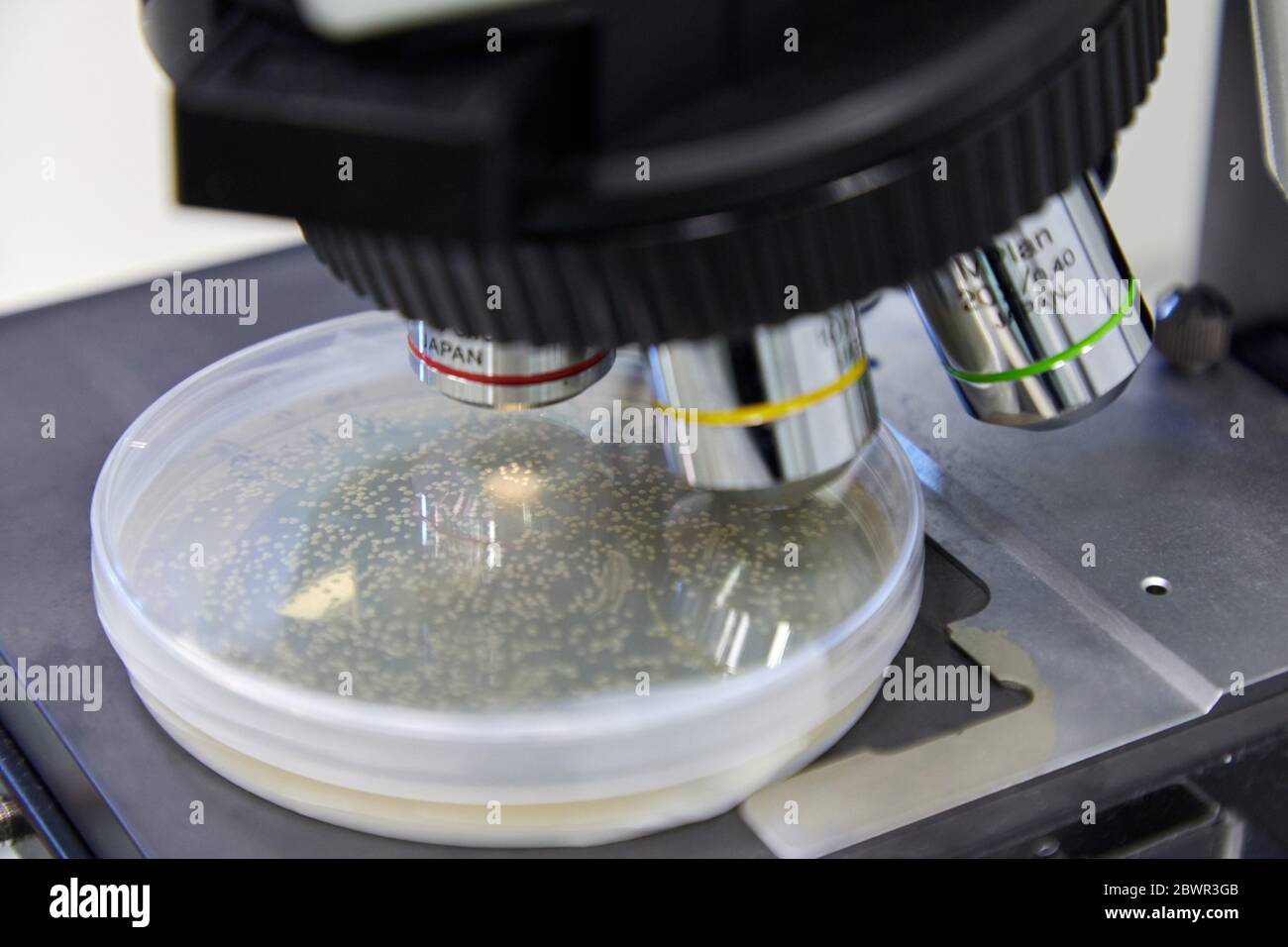 Microscope, Enzyme production, Chemical lab, Biotechnological and industrial applications