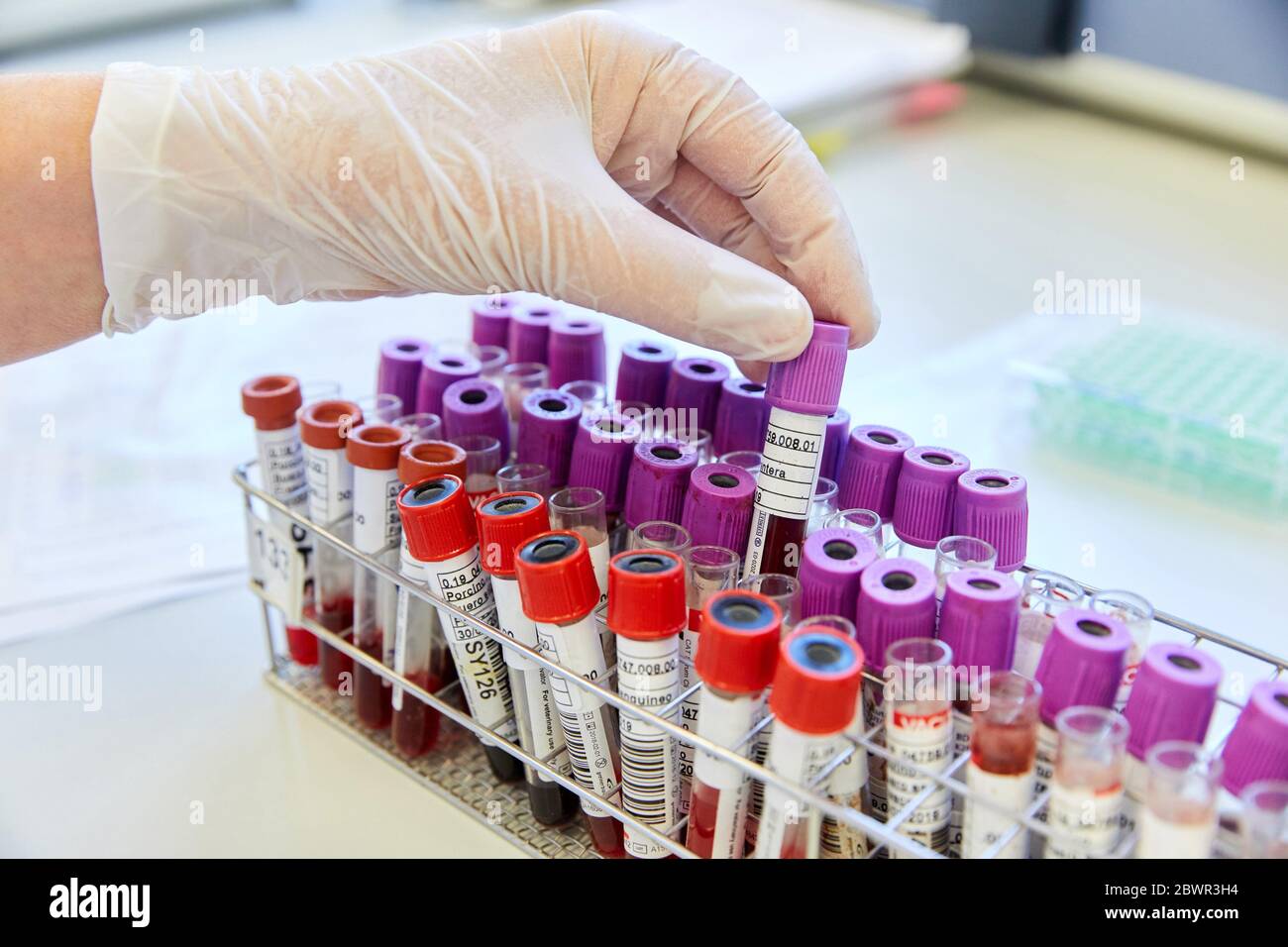 Test tubes with blood samples, Chemical Laboratory, Animal research, Araba,  Basque Country, Spain Stock Photo - Alamy