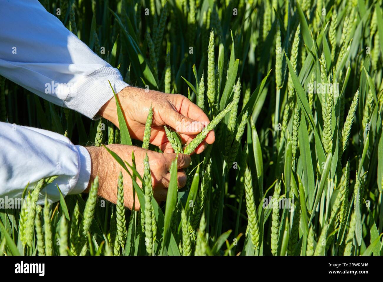 Cereal varieties cultivated for research, Agricultural field, Araba, Basque Country, Spain Stock Photo