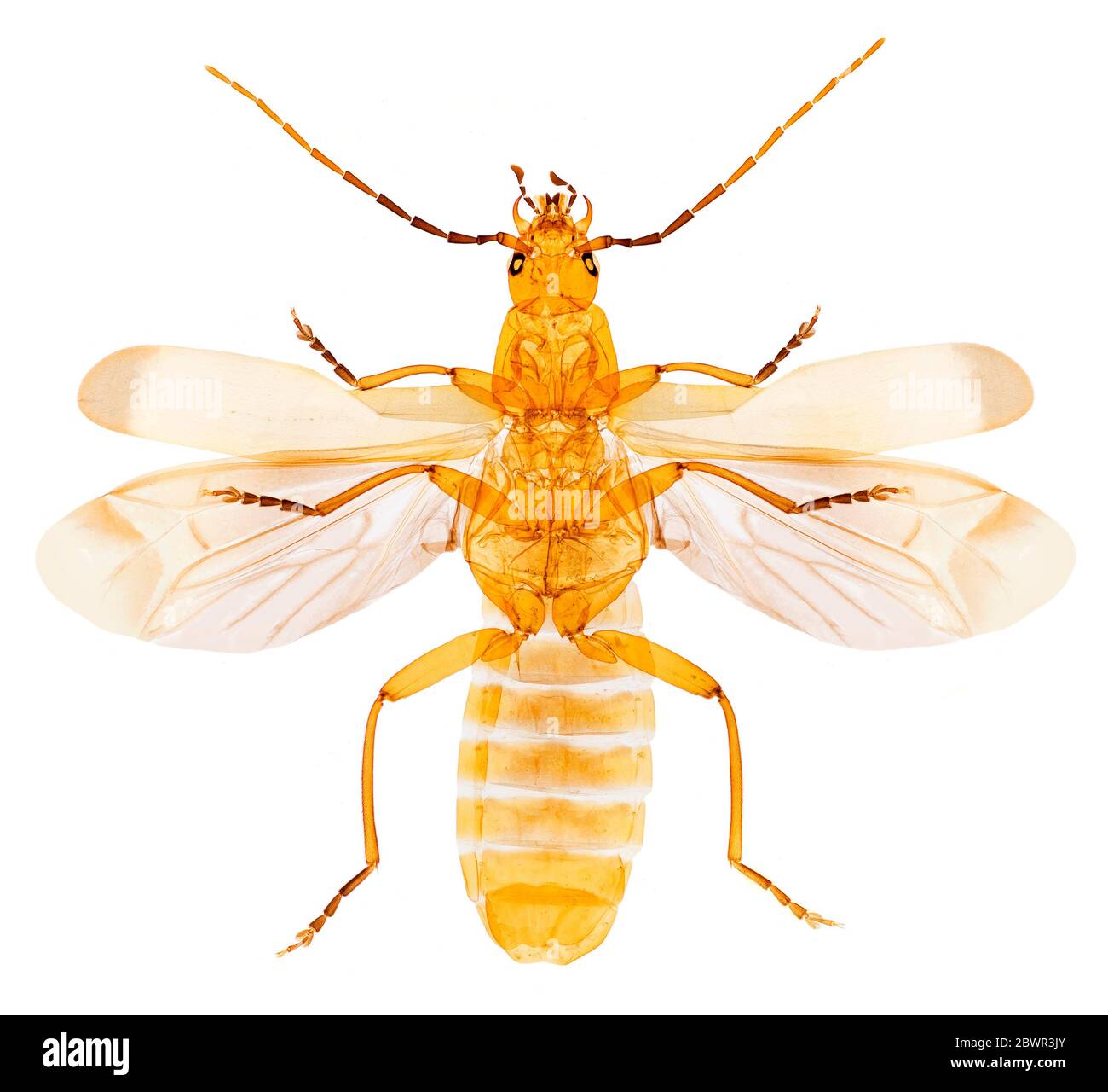 Soldier beetle, Cantharis livida, brightfield photomicrograph Stock Photo