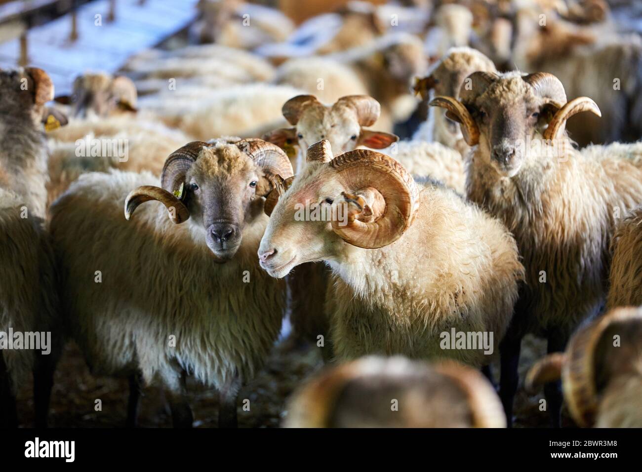 Rams, Animal research, Flock of sheep, Araba, Basque Country, Spain Stock Photo