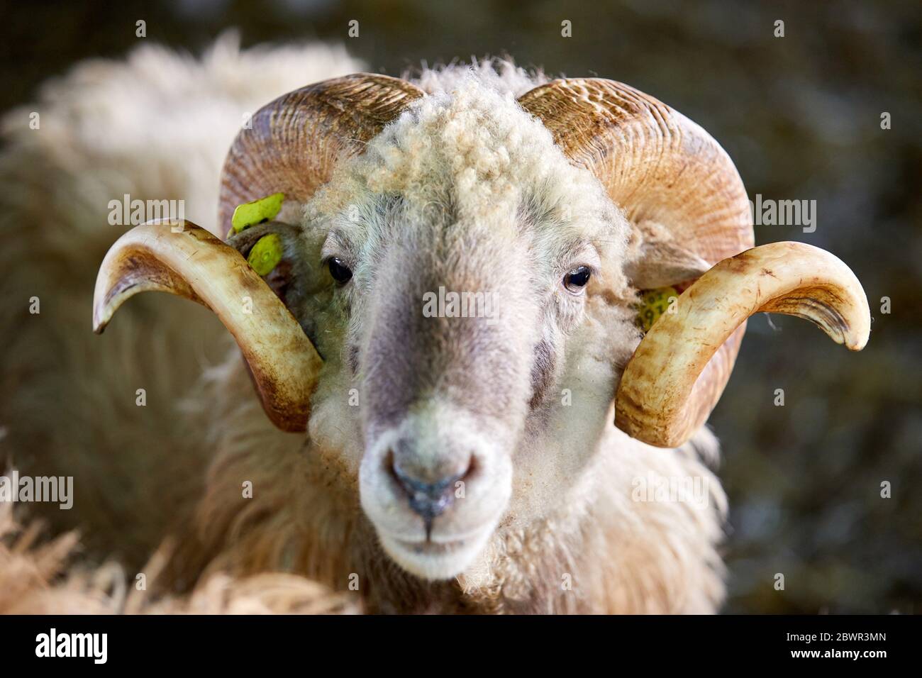 Ram, Animal research, Flock of sheep, Araba, Basque Country, Spain Stock Photo