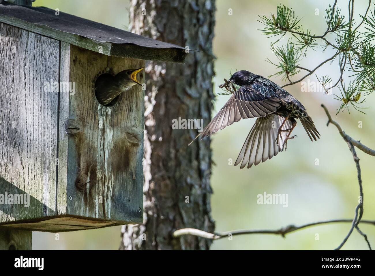 The beautiful flying common starling (Sturnus vulgaris) with the beak full of insects to the nestlings at the nest box in Uppland, Sweden Stock Photo