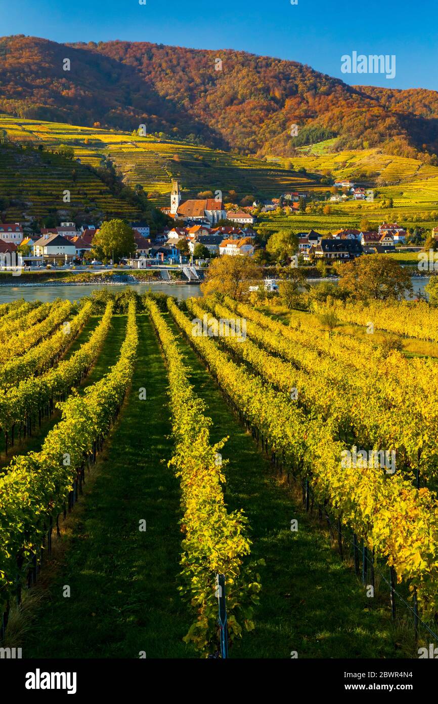 autumn vineyard and Spitz in Wachau region, Austria. Stock Photo