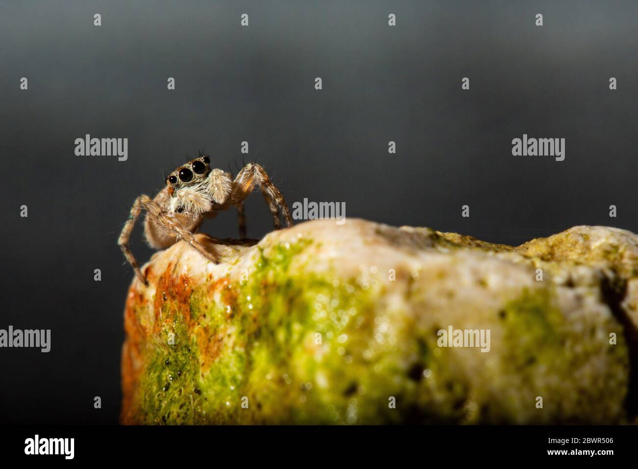 Jumping spiders are a group of spiders that constitute the family Salticidae Stock Photo Alamy