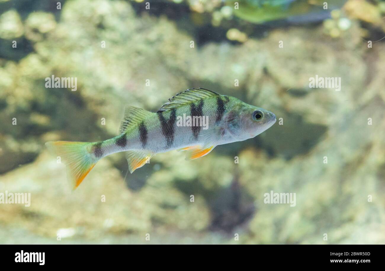 Perca fluviatilis, commonly known as common perch or European perch. Underwater shot. Stock Photo
