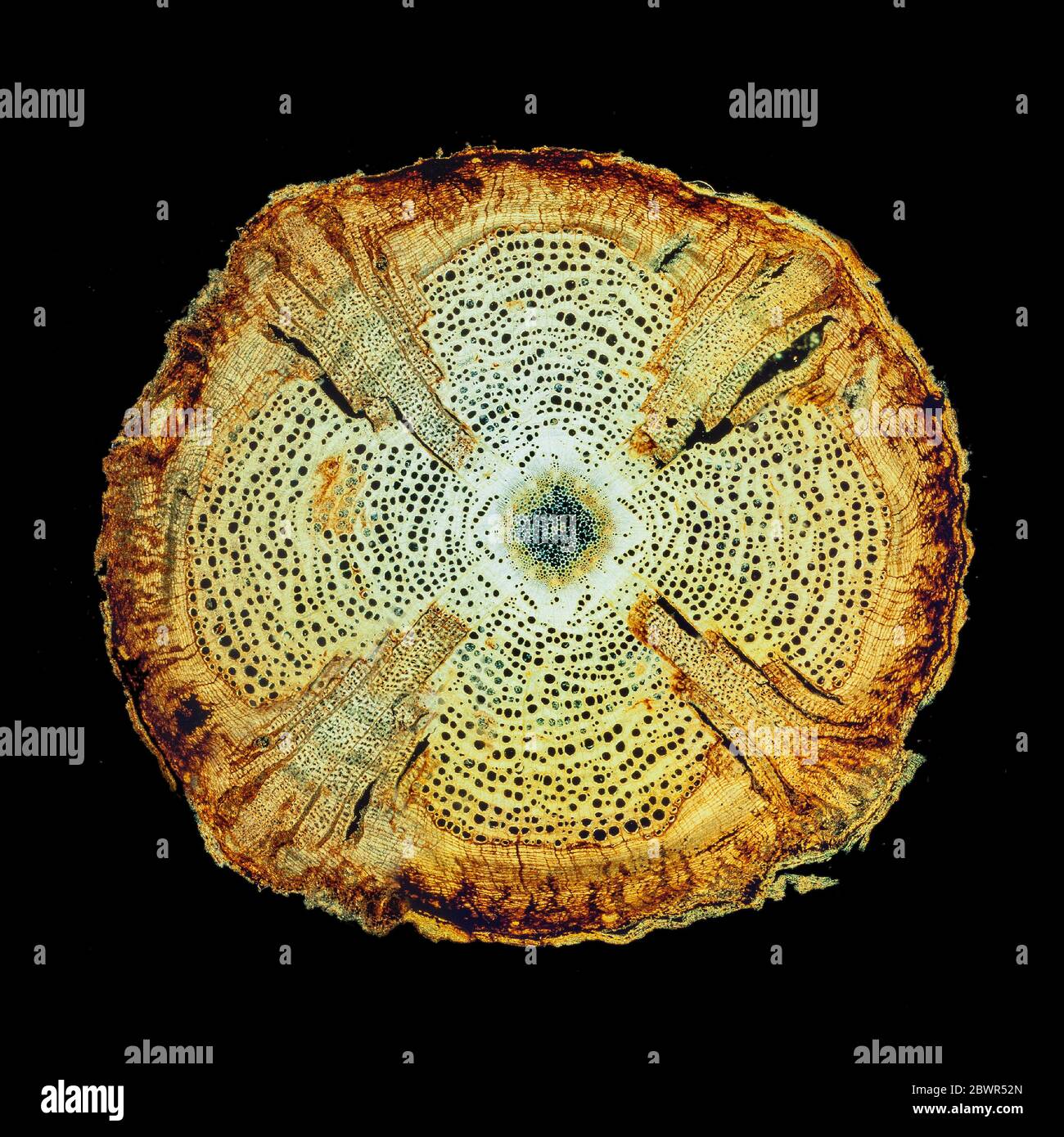 A Liana stem, TS slide section, Stock Photo