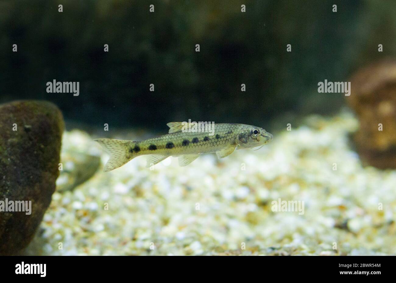 Gobio or Gobio gobio, a cyprinid specie of freshwater fish. Stock Photo