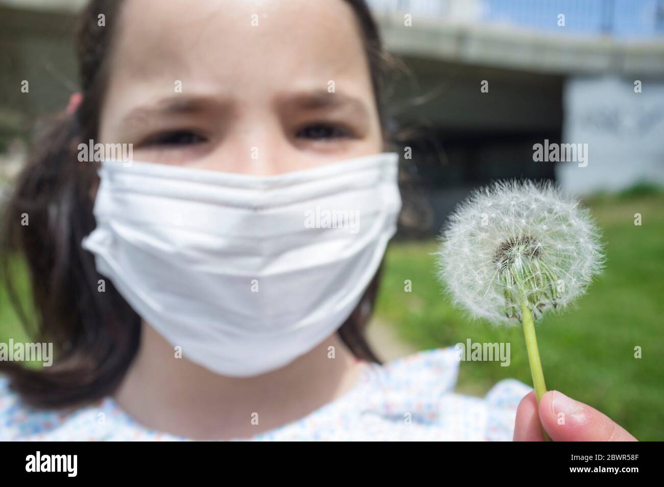 Allergic 6 year old little girl holds a dandelion. She is wearing a face mask. Stock Photo