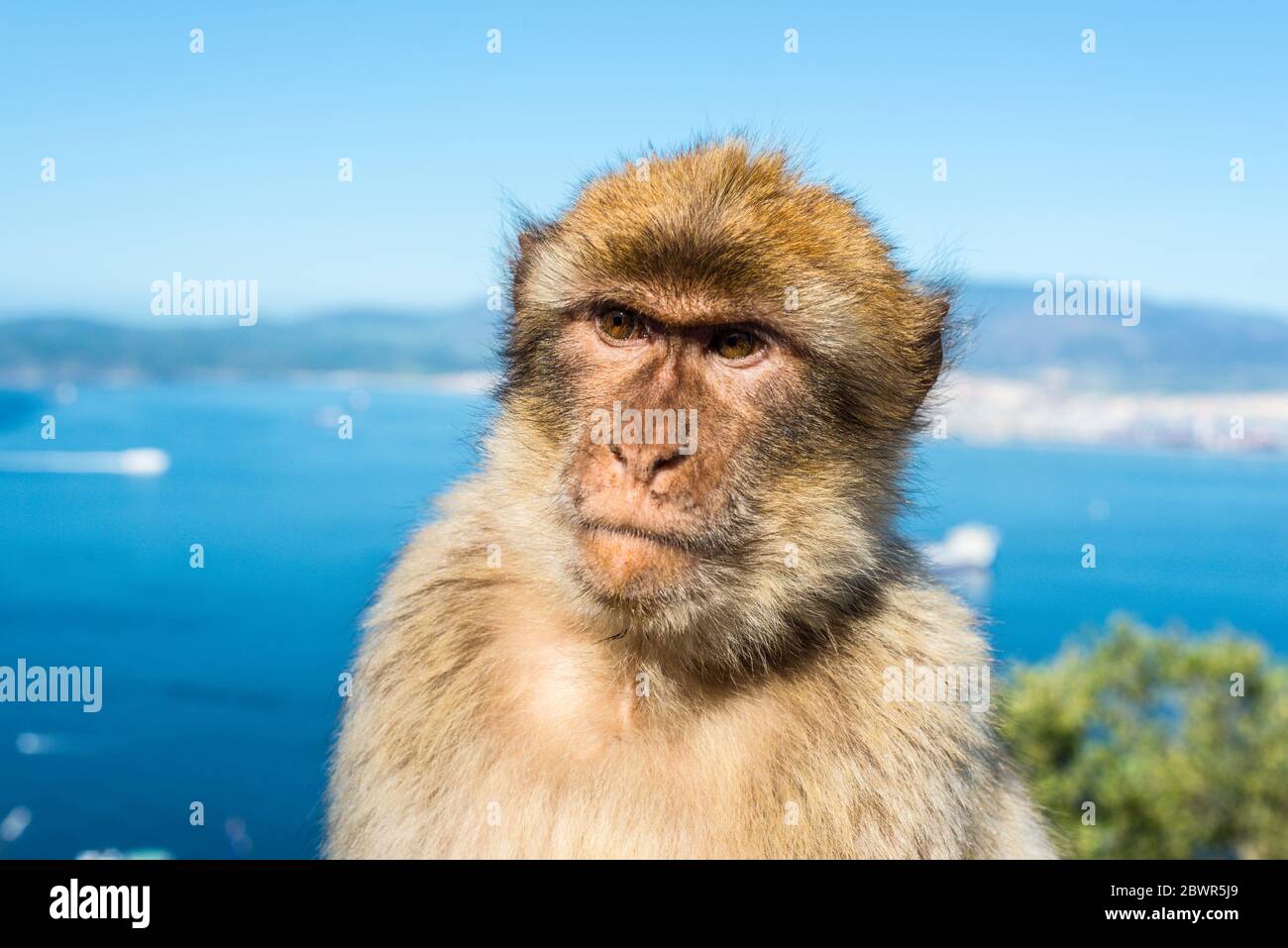 Gibraltar Barbary macaque monkey portrait with strait view in background. Stock Photo
