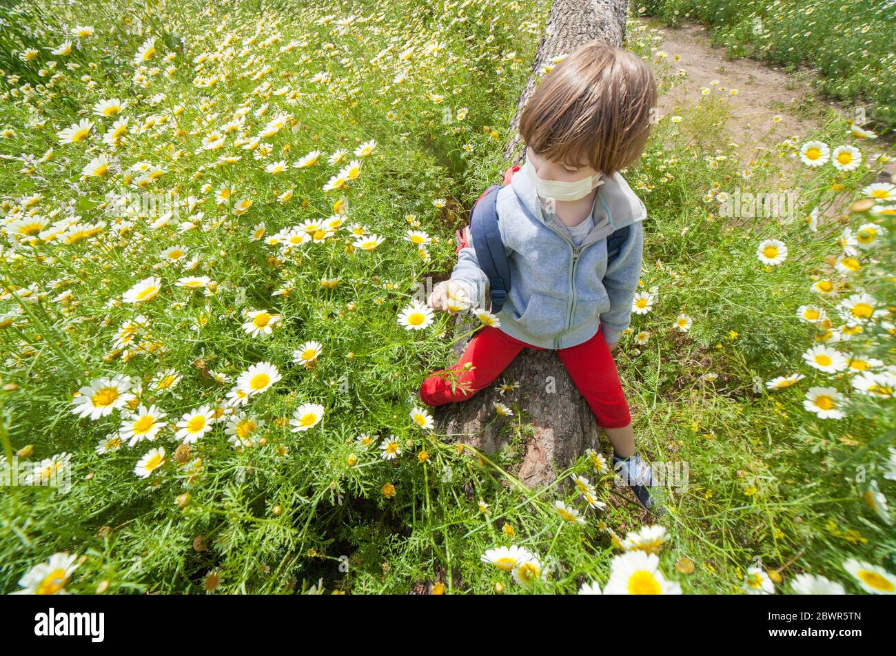 Little boy playing on a log in the middle of daisy field. He wears a facemask. Stock Photo
