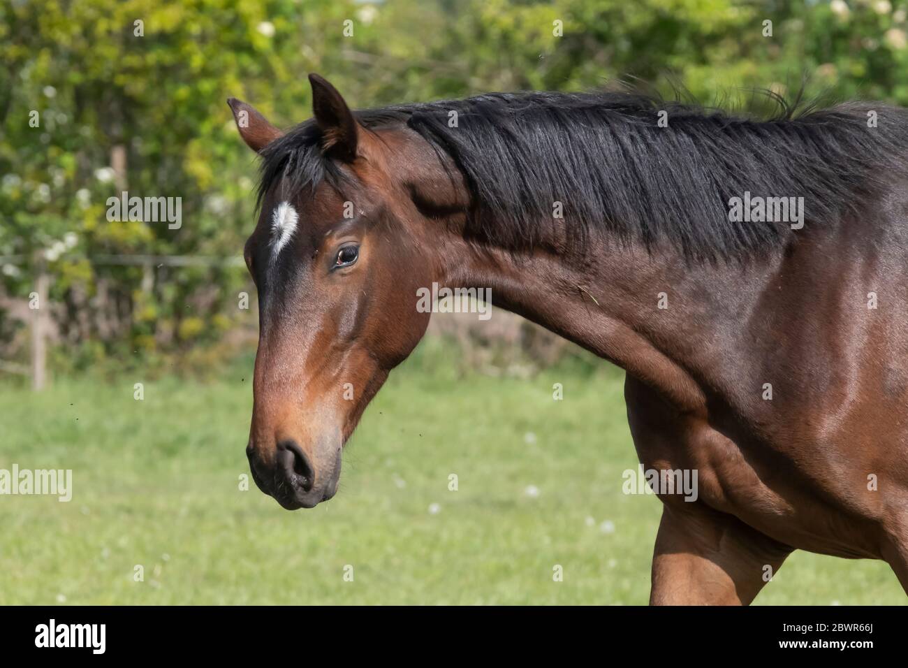 A head of stallion horses, at a sunny day. Dressage horse stallions in