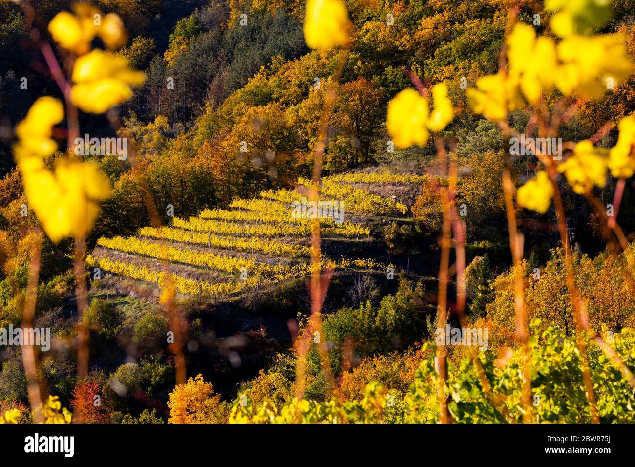 wine region Wachau at wine harvest time in Austria. Stock Photo