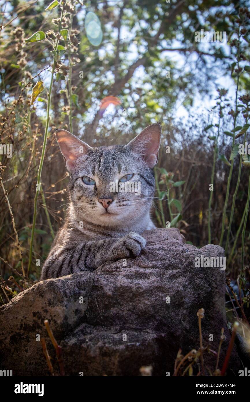 African blue cheap cat