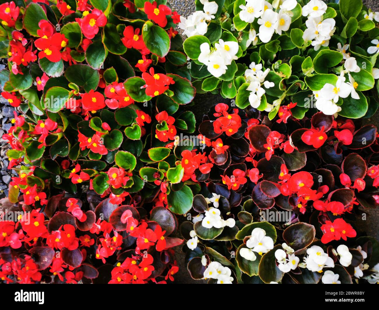White and red Begonia cucullata growing on the wall Stock Photo