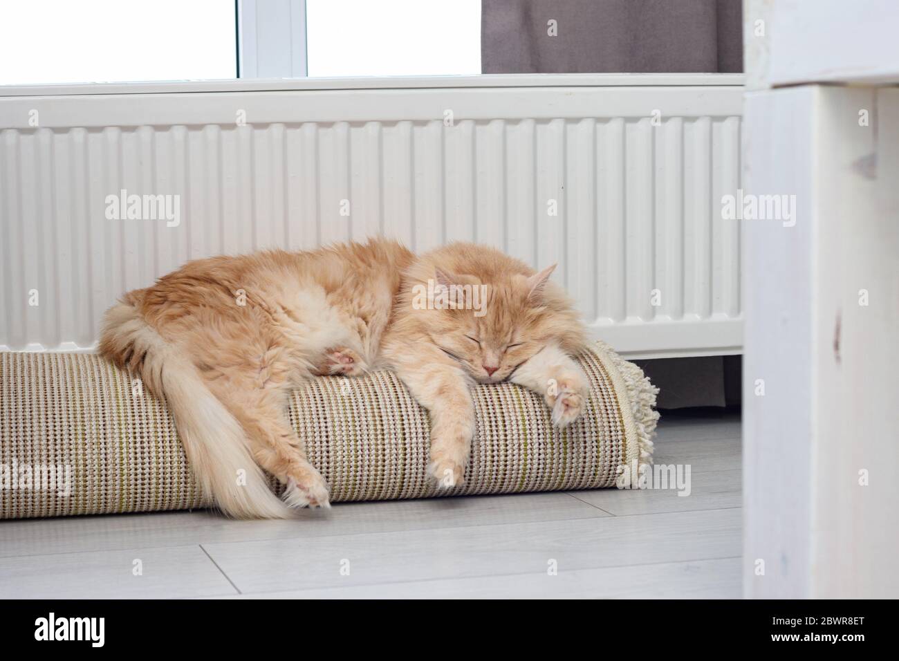 Rolled up cat hires stock photography and images Alamy