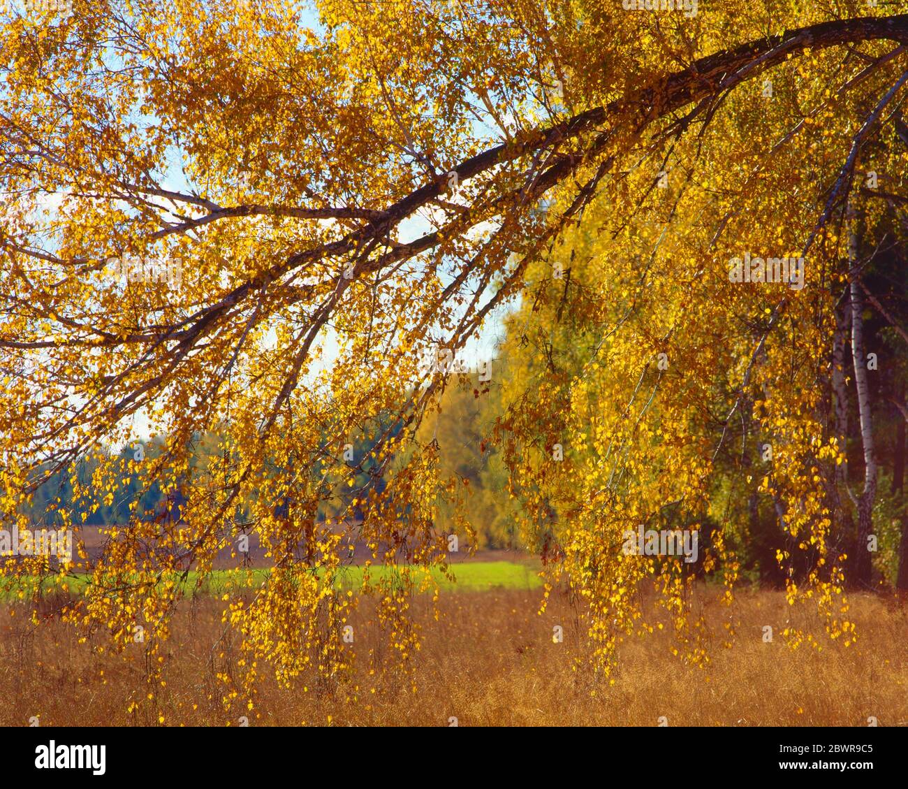 Autumn color. Poland. Stock Photo