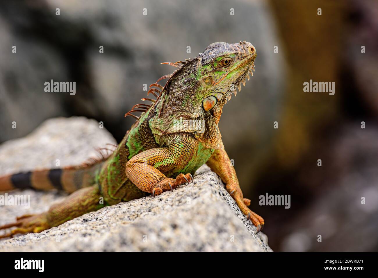 Green iguana also known as the American iguana is a lizard reptile in the genus Iguana in the iguana family. Stock Photo