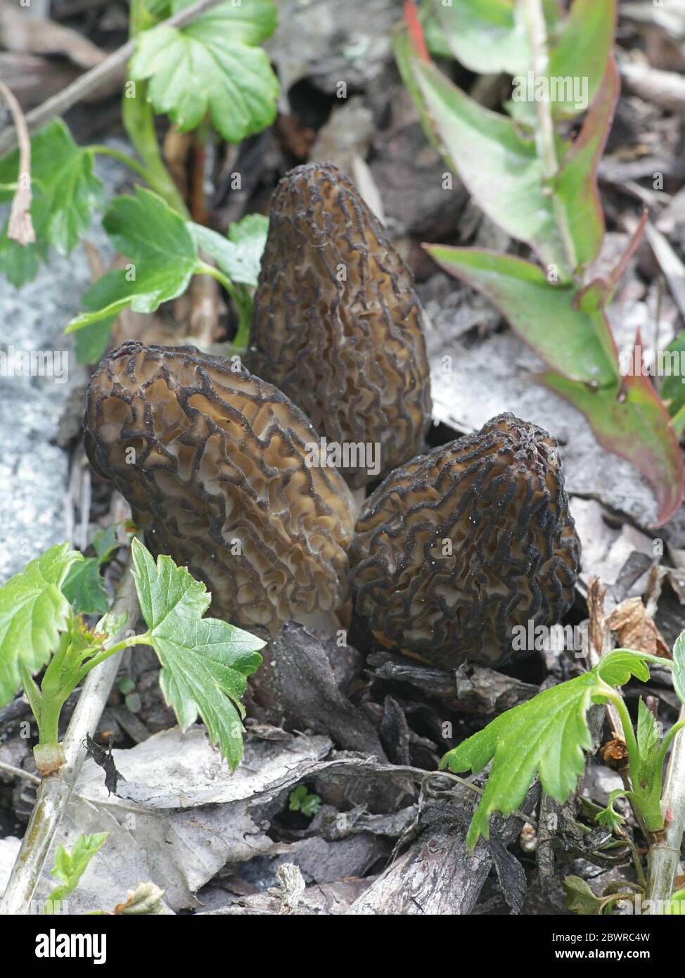 Morchella elata, the Black Morel, wild edible mushroom from Finland Stock Photo