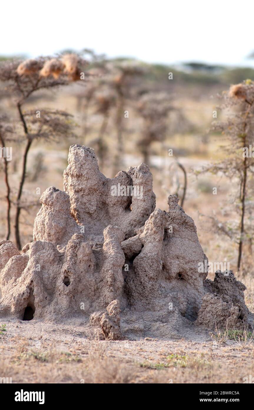 Large termitary in savanna at Samburu National Reserve. Kenya. Africa. Stock Photo