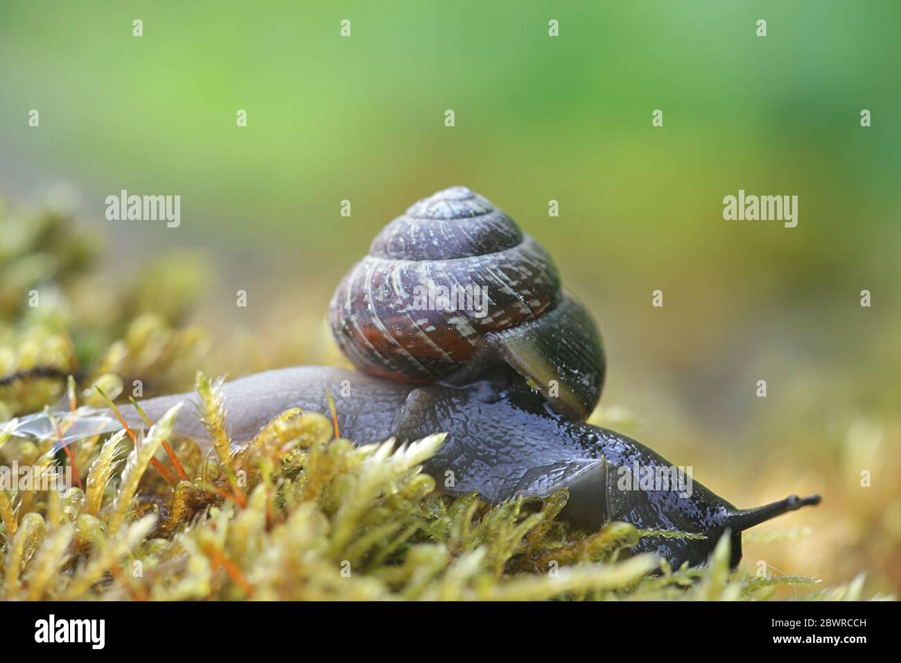 Arianta arbustorum, a land snail known as the copse snail, a