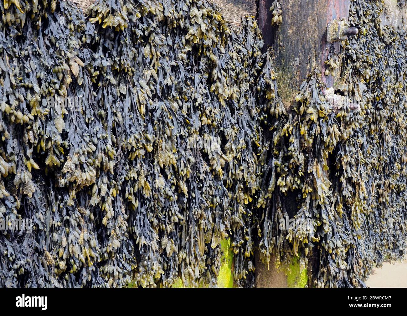 Bladder wrack or Brown Kelp is a common seaweed often found growing on coastal defence groynes in the inter-tidal zone as here in Cromer, Norfolk. Stock Photo