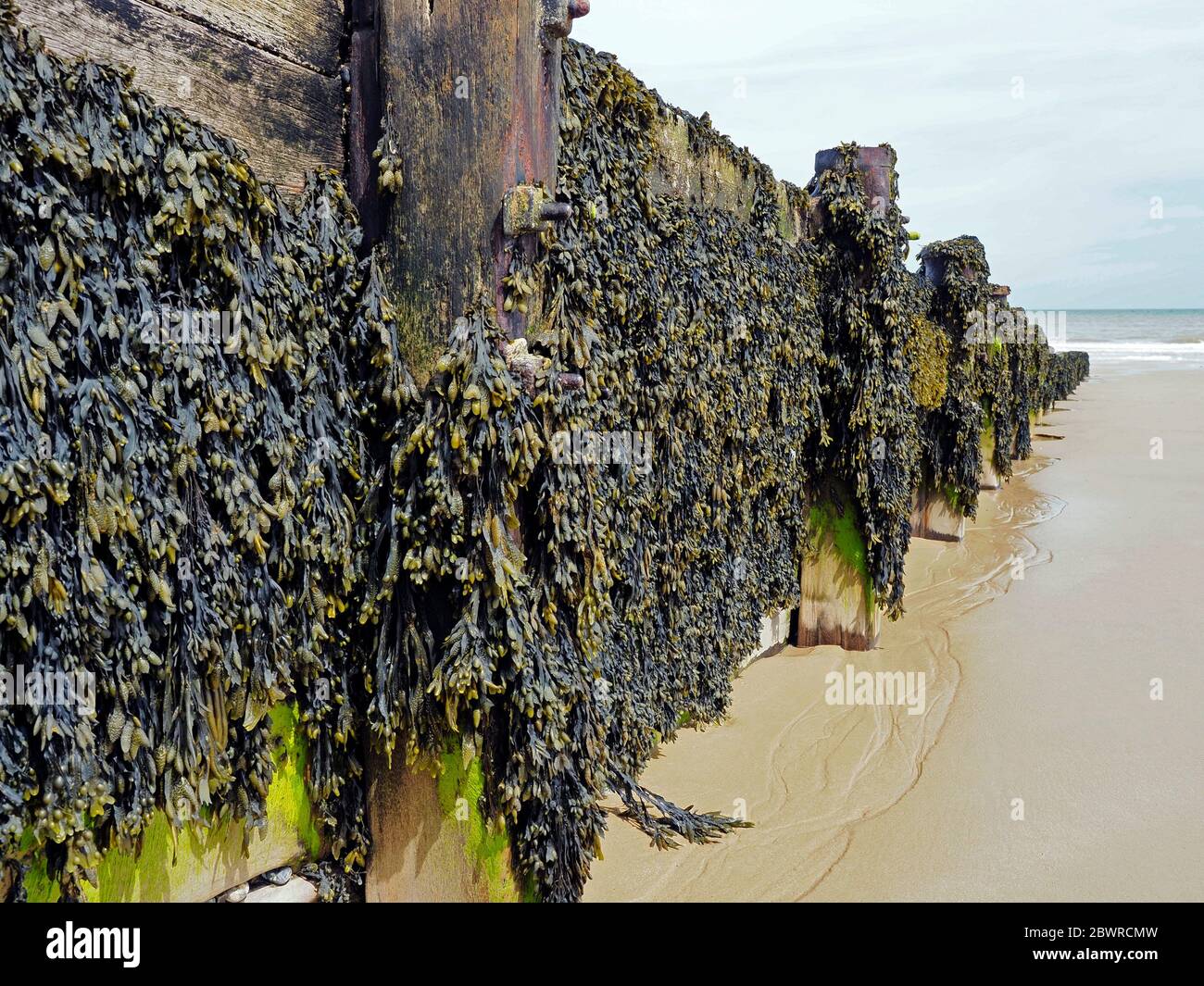 Bladder wrack or Brown Kelp is a common seaweed often found growing on coastal defence groynes in the inter-tidal zone as here in Cromer, Norfolk. Stock Photo