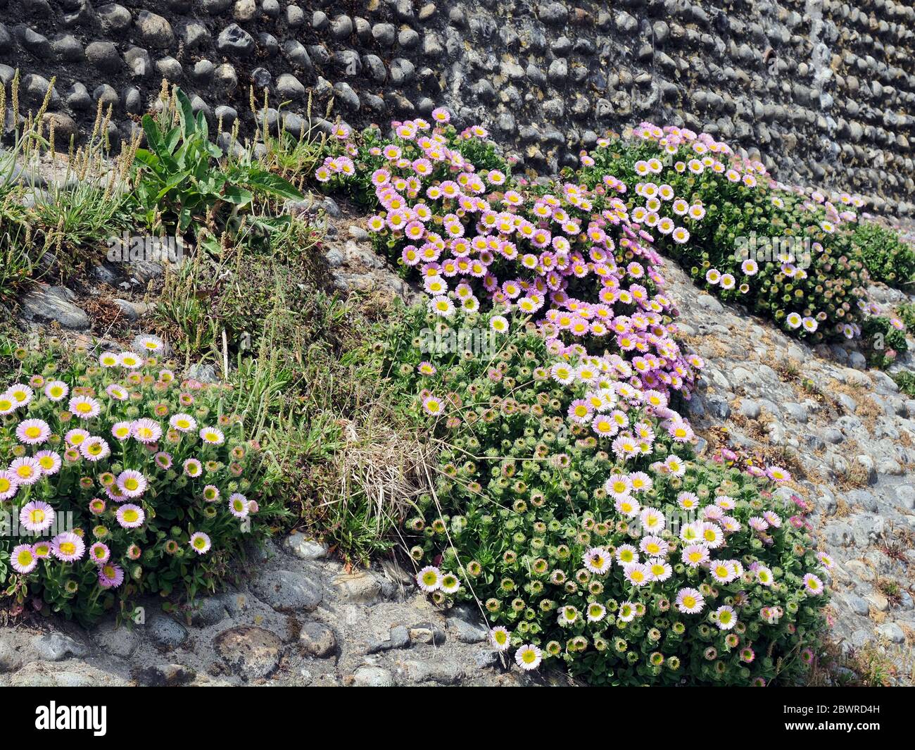 Armeria maritima, thrift, sea thrift or sea pink, a compact evergreen perennial that often grows in dry, rocky places like wall in Cromer, Norfolk. Stock Photo