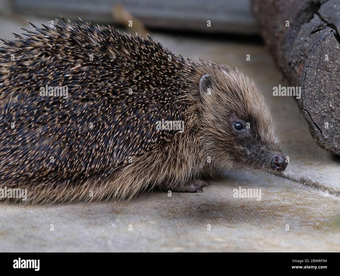 Hedgehog in urban house garden in bright sun. Stock Photo