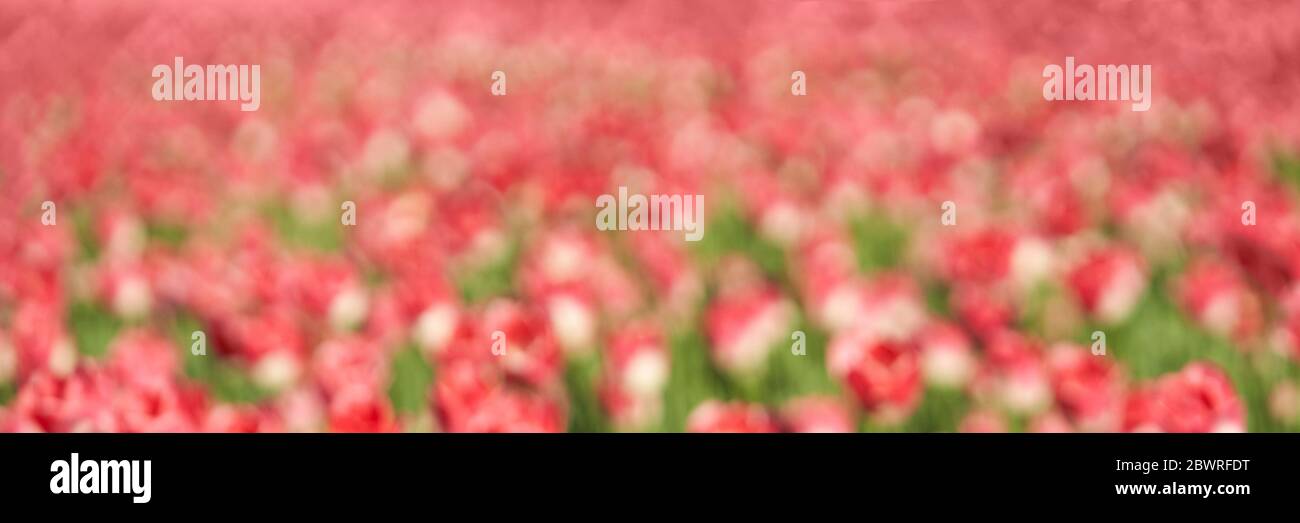 Tulip flowerbed. Garden background. Park with many flowers Stock Photo