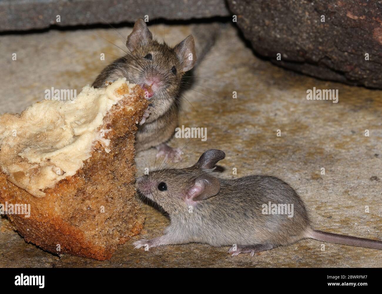 House mouse in urban garden in hiding but looking for food. Stock Photo