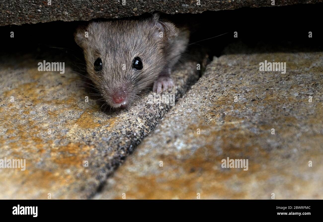 House mouse in urban garden in hiding but looking for food. Stock Photo