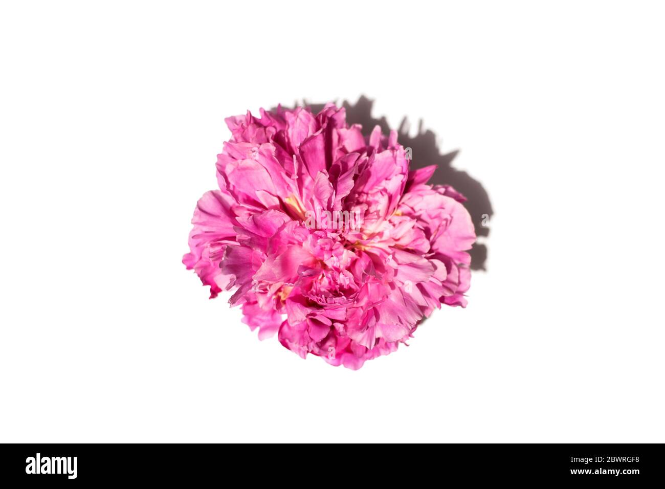 Fresh beautiful peony flower isolated on white background Stock Photo ...