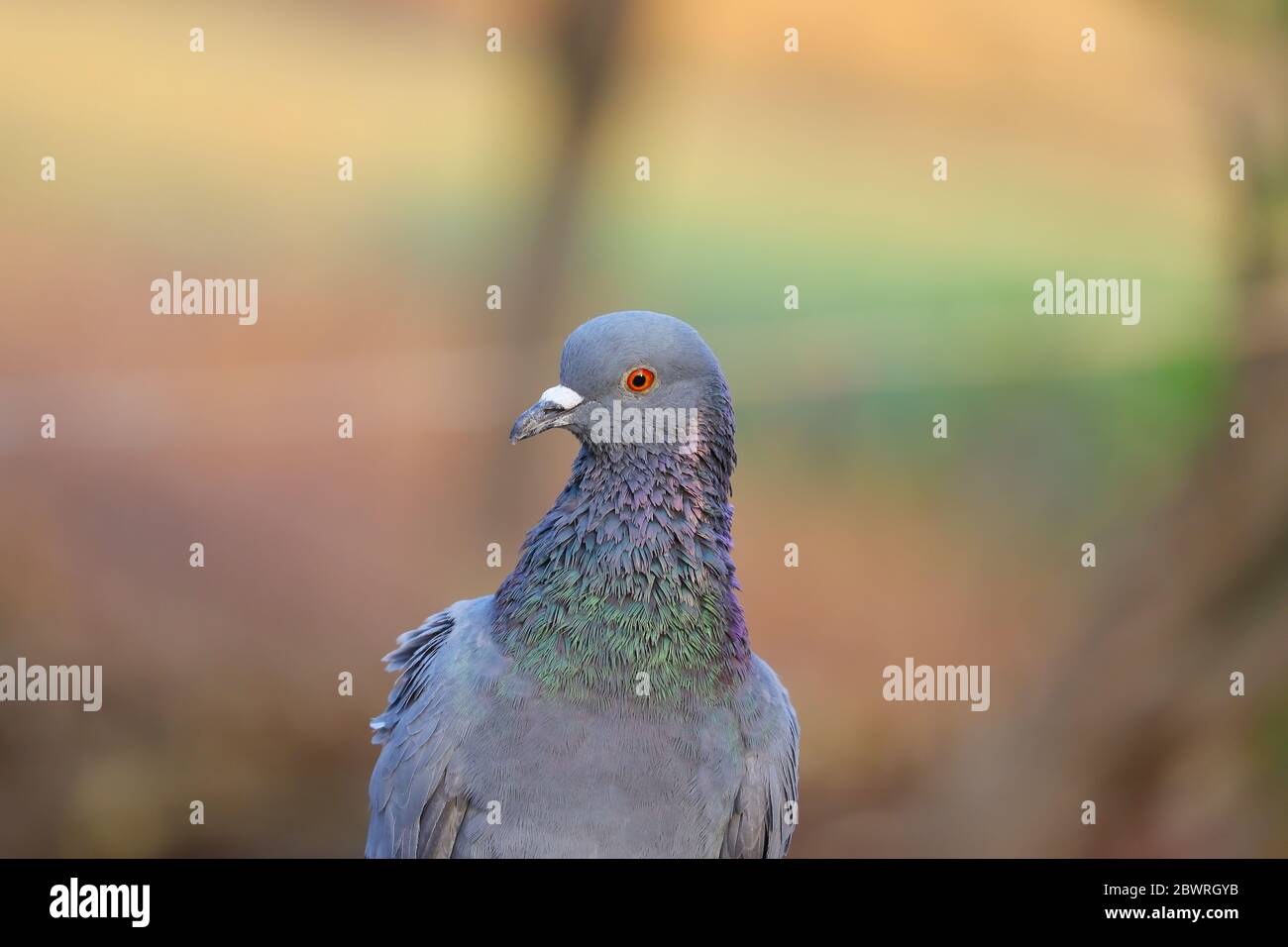 front view portrait of rock pigeon bird photography Stock Photo