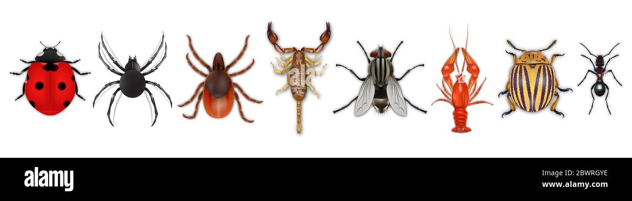Insects realistic icons set with colorado potato beetle, ladybug, fly, scorpion, cancer, spider, tick, ant isolated on white background. Vector Stock Vector