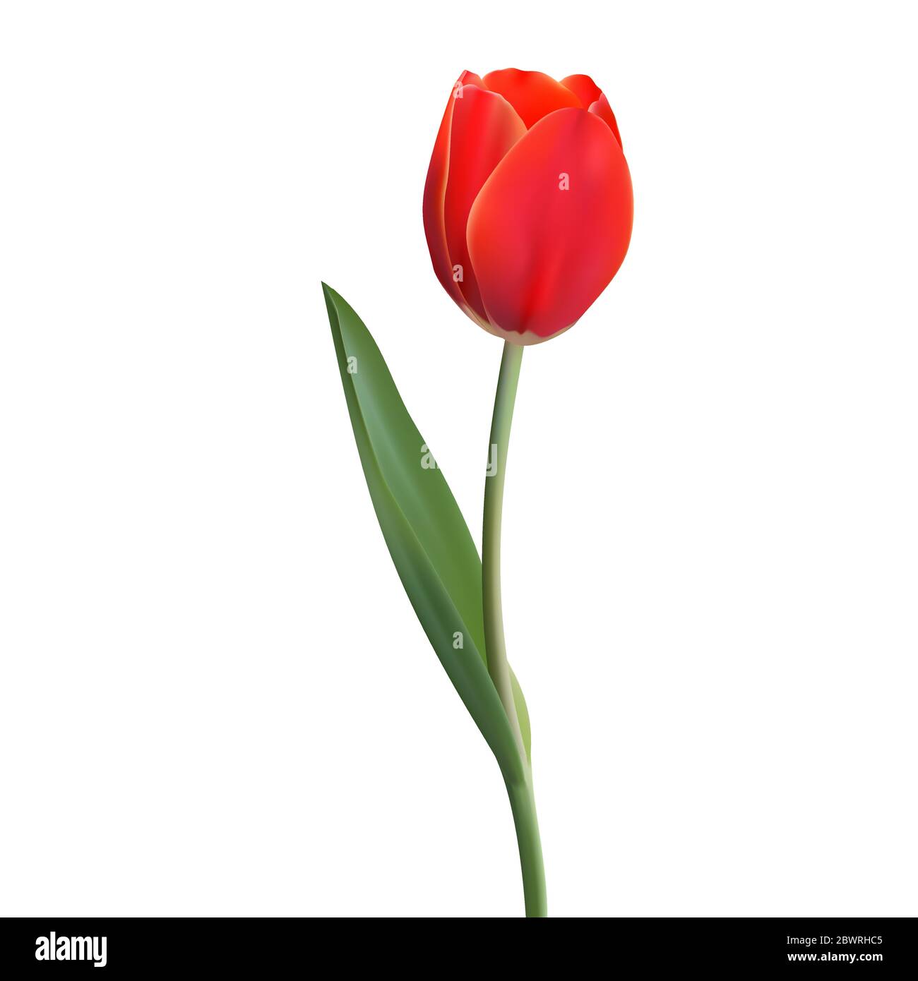 Realistic Flower Tulip. Tulip in Vector eps10 Stock Vector Image & Art