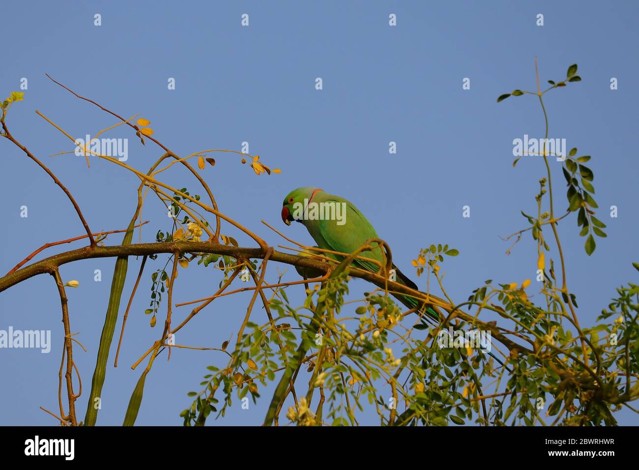 a young green parrot eating jujube fruit on the tree branch Stock Photo