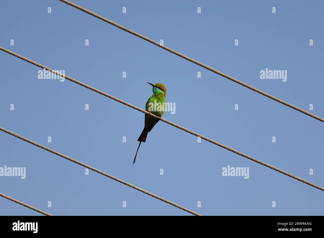 a bee eater sitting on the wire and blue sky background Stock Photo
