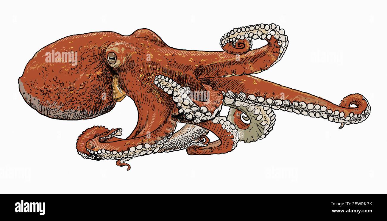 Illustration of octopus Stock Photo