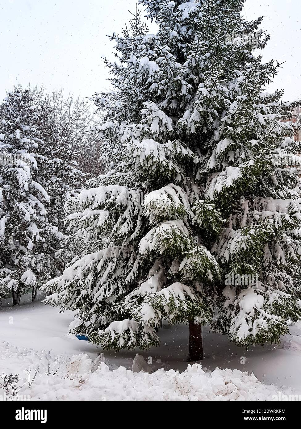 Beautiful Christmas tree in the park covered with snow in winter Stock ...