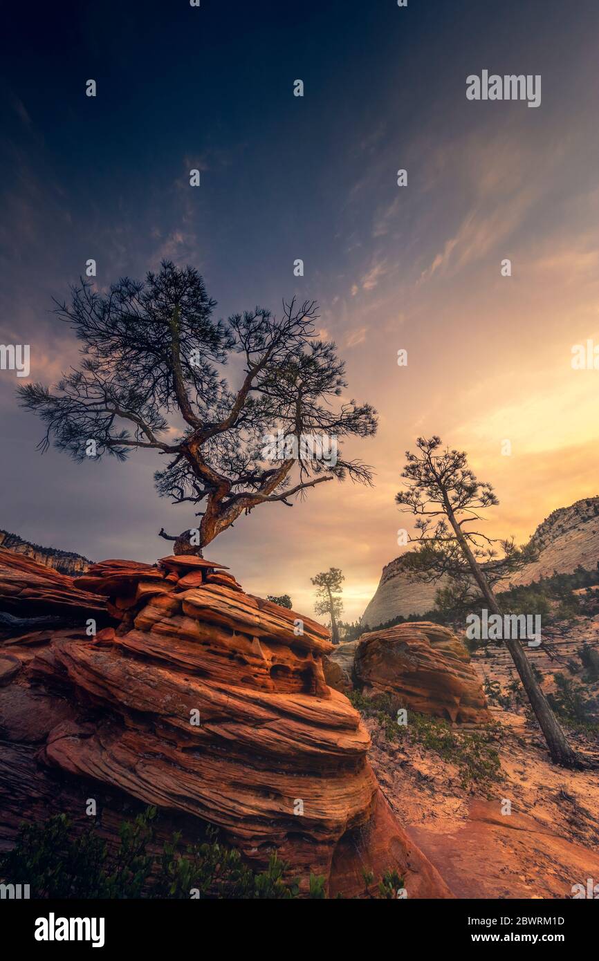 Beautiful bonsai tree growing from the rock. Hiking through the National Park. Stock Photo