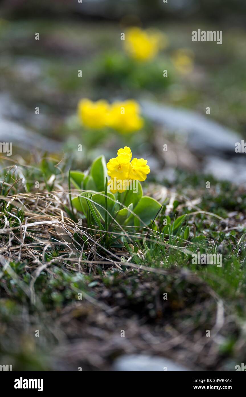 Frühlingsblumen bei Kandersteg Stock Photo