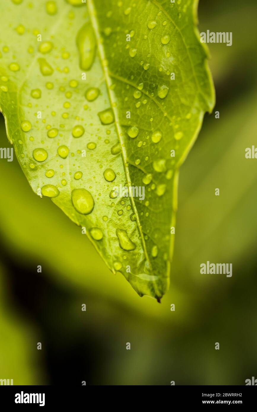 A closeup view of water droplets on a leaf. Stock Photo