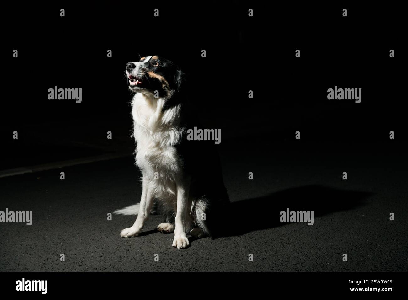 Adorable black and white long hair dog against dark background Stock