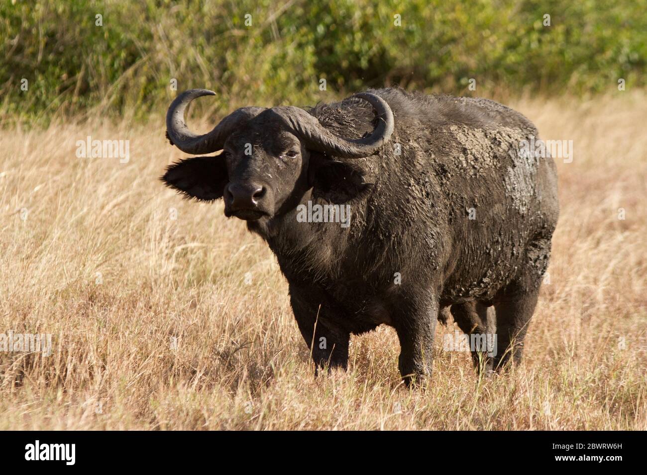 The males of the African or Cape Buffalo usually leave the hurley burley of life in the large breed herds in their later years and are more solitary Stock Photo